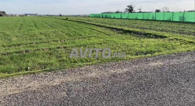 أرض للبيع في سيدي رحال - 5000 م² — Photo 3