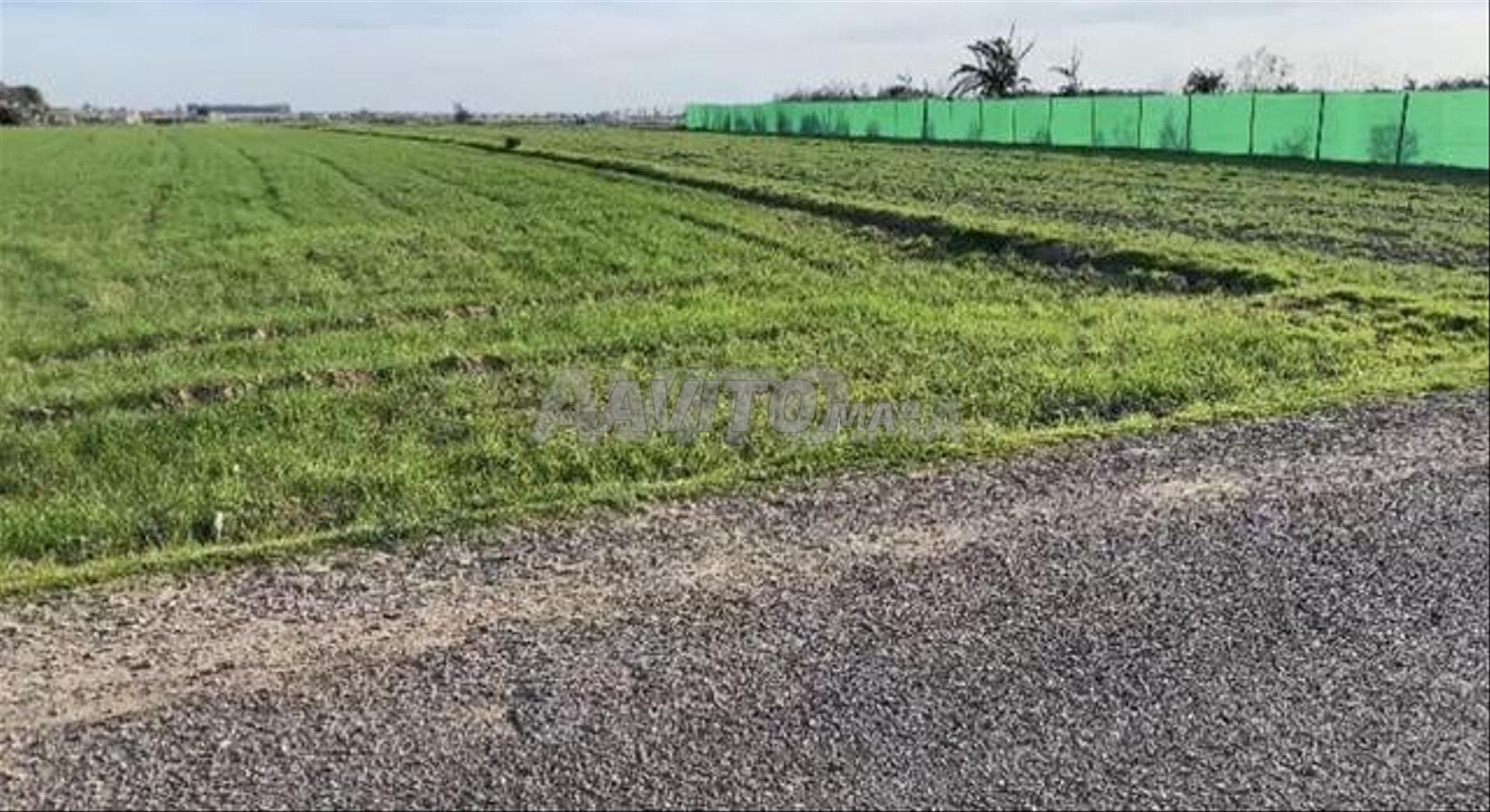 أرض للبيع في سيدي رحال - 5000 م² — Photo 4