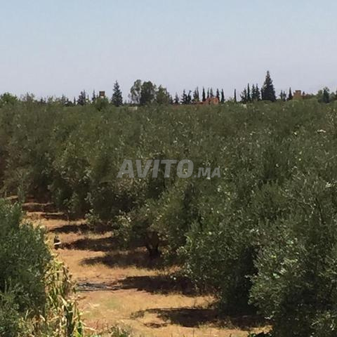 أرض 45000 متر مربع للبيع بمراكش — Photo 4