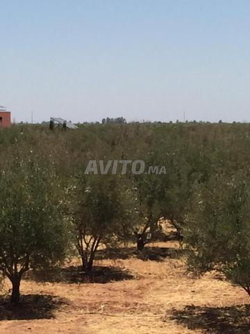 أرض 45000 متر مربع للبيع بمراكش — Photo 6