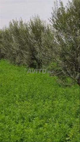 أرض 45000 متر مربع للبيع بمراكش — Photo 10