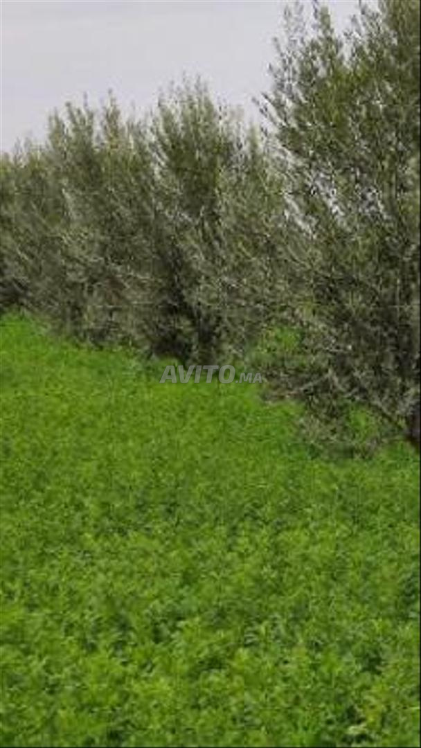 أرض 45000 متر مربع للبيع بمراكش — Photo 9