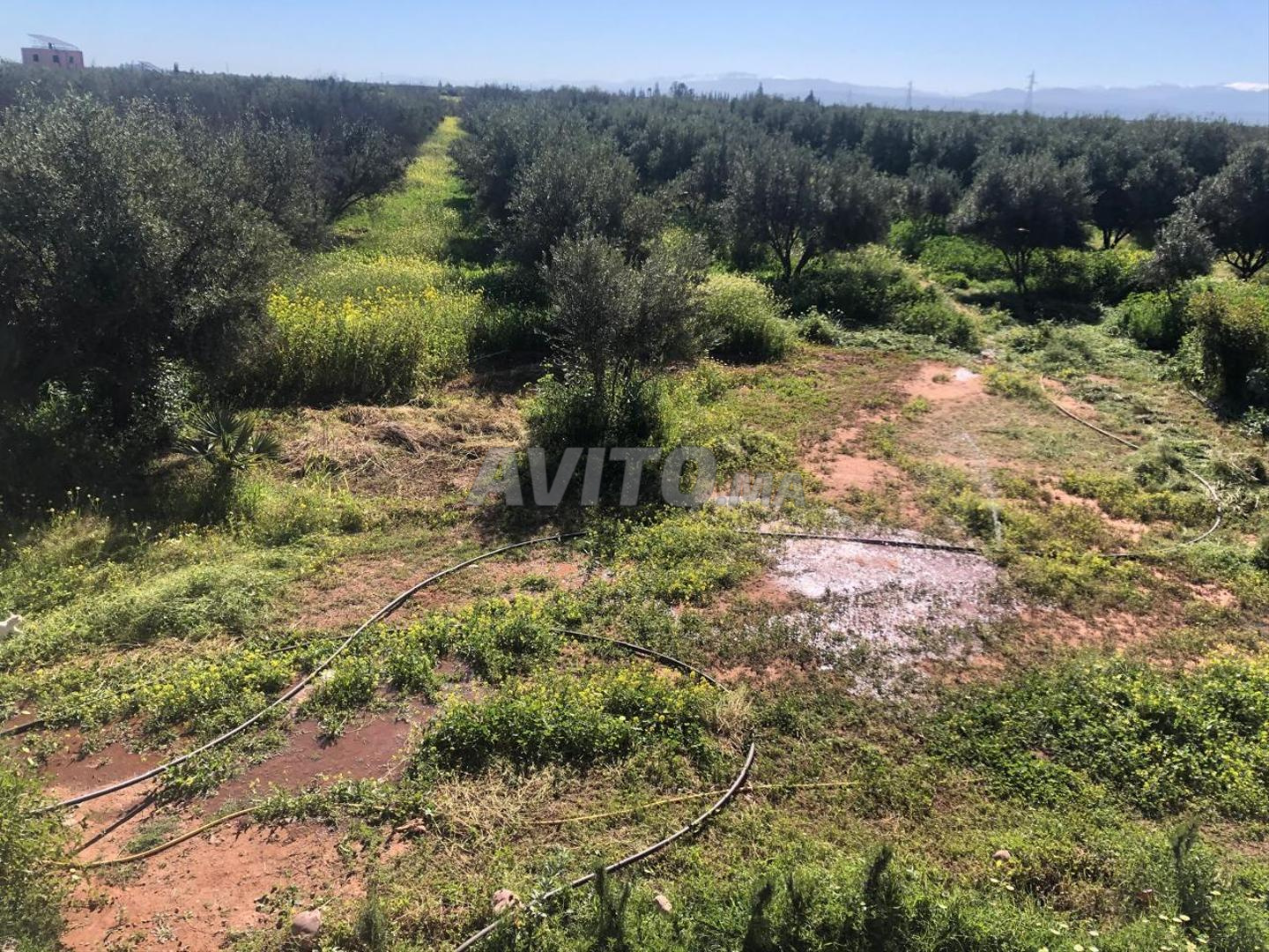 أرض 45000 متر مربع للبيع بمراكش — Photo 11