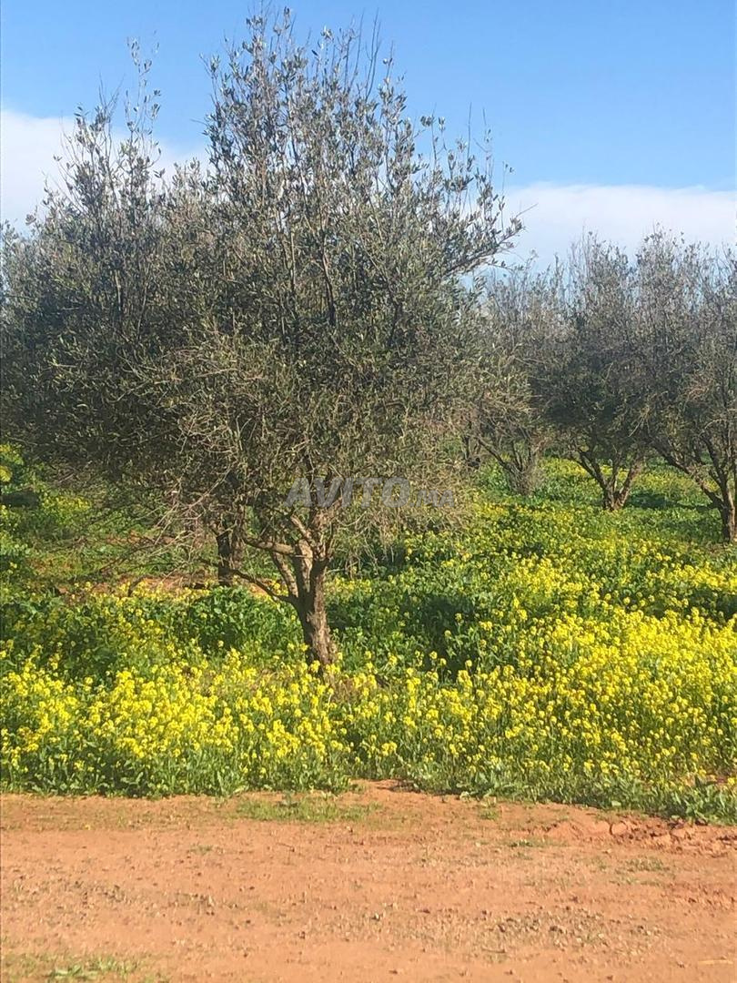 أرض 45000 متر مربع للبيع بمراكش — Photo 15