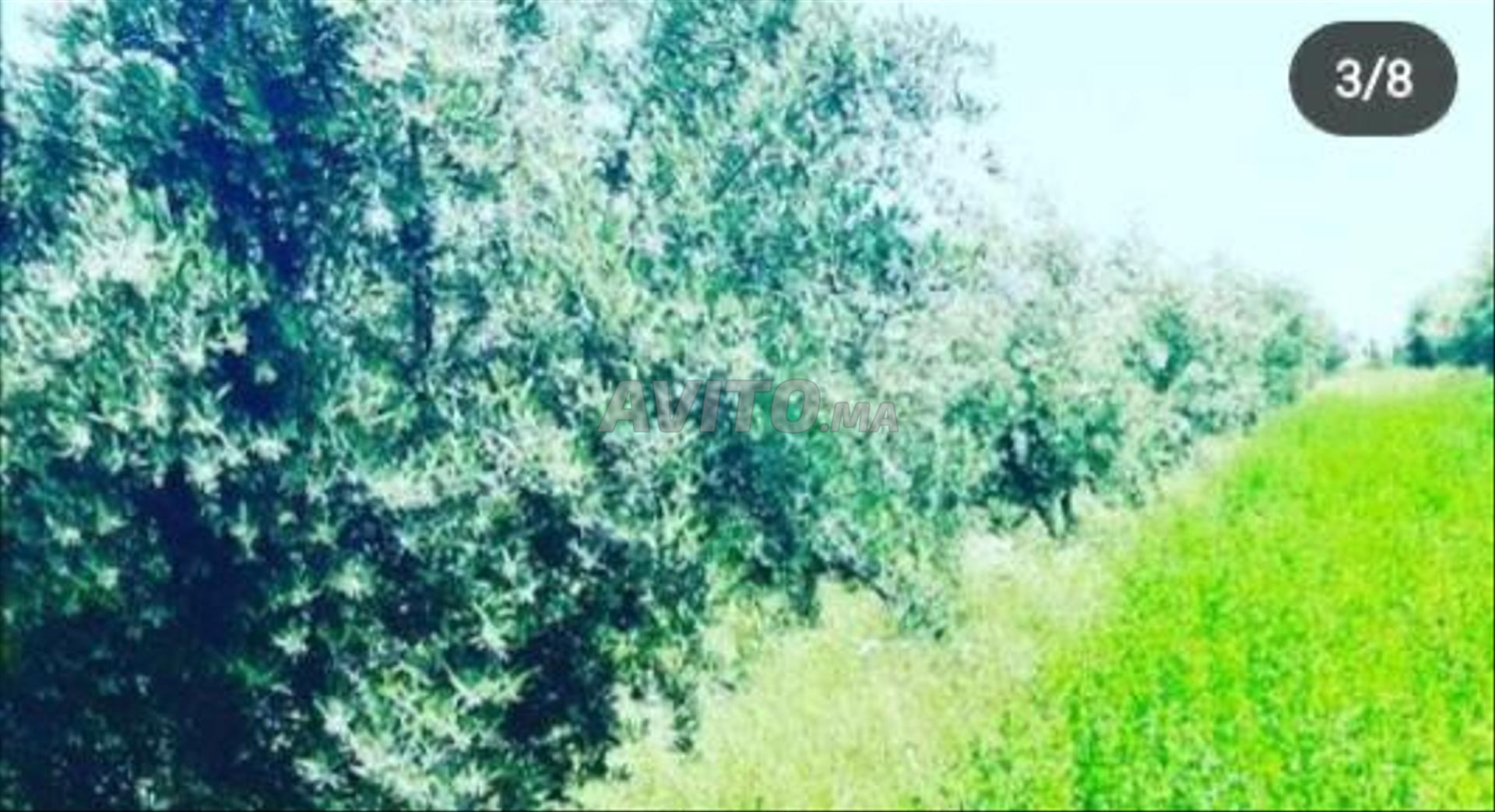 أرض 45000 متر مربع للبيع بمراكش — Photo 17
