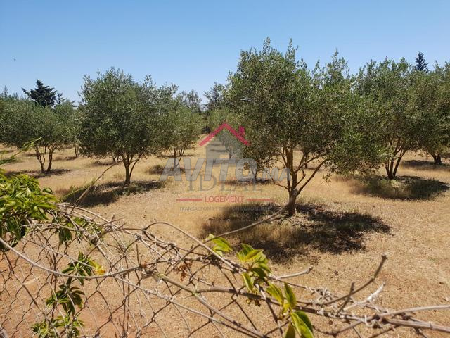 Villa 11000 m² à vendre à Kénitra — Photo 5