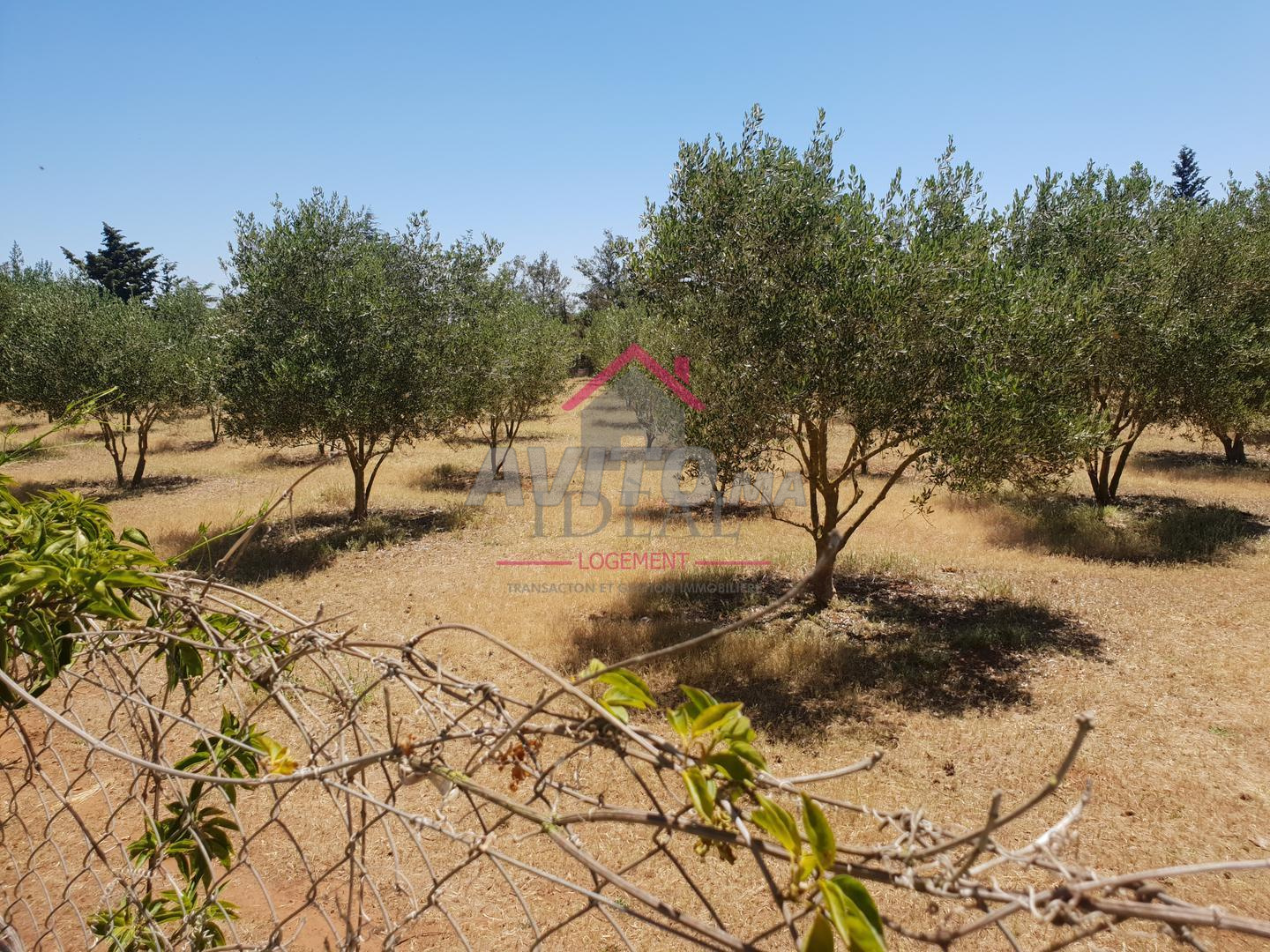 Villa 11000 m² à vendre à Kénitra — Photo 6