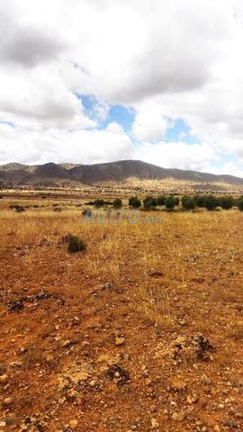 Terrain agricole titré 2500 m² à vendre à Agadir — Photo 3