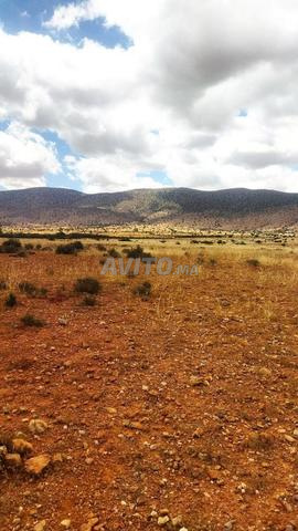 Terrain agricole titré 2500 m² à vendre à Agadir — Photo 7