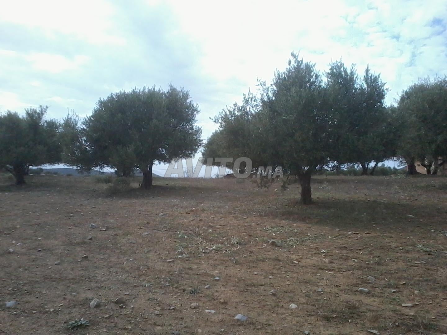 أرض 25000 م² للبيع في الرباط الخير — Photo 16