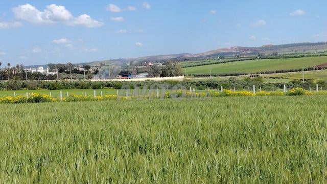 Land for sale 5,000 m² in Tnine Chtouka — Photo 2