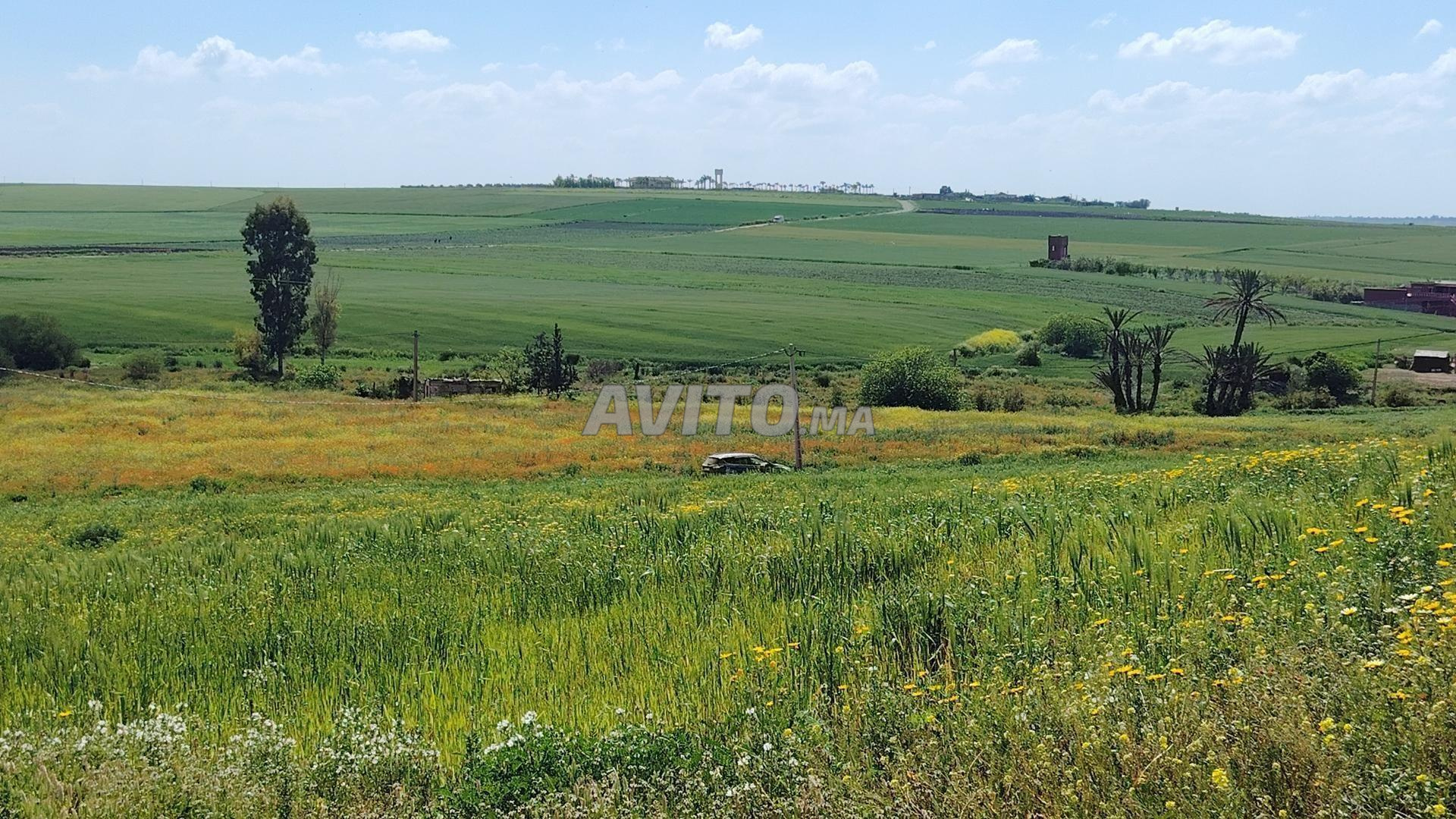Land for sale 5,000 m² in Tnine Chtouka — Photo 3