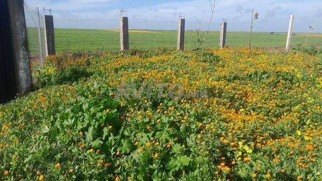 Farm 1 ha for sale near Casablanca — Photo 6