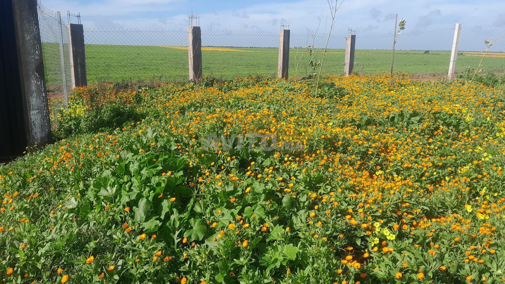 Farm 1 ha for sale near Casablanca — Photo 5