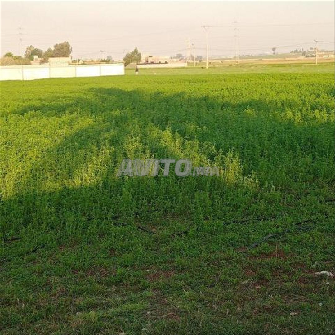 Land for sale in El Jadida — Photo 4