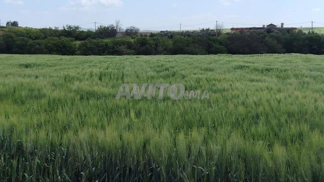Land 5000 m² for sale in Sidi Rahal — Photo 2
