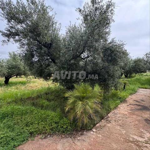 فيلا 10850 م² للبيع في مراكش — Photo 3
