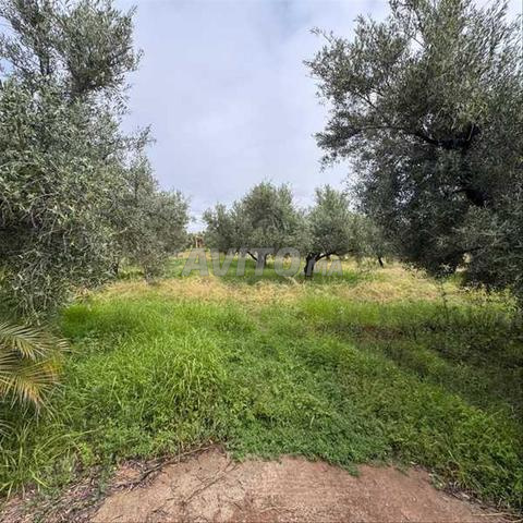 فيلا 10850 م² للبيع في مراكش — Photo 9