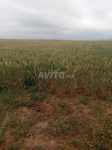 150000 m² Agricultural Land for Sale between Marrakech and Chichaoua — Photo 2
