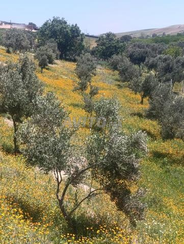 أرض زراعية 3 هكتار للبيع في كموني — Photo 2