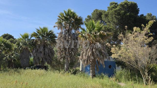 ٦ نخيل واشنطن للبيع في تطوان — Photo 2