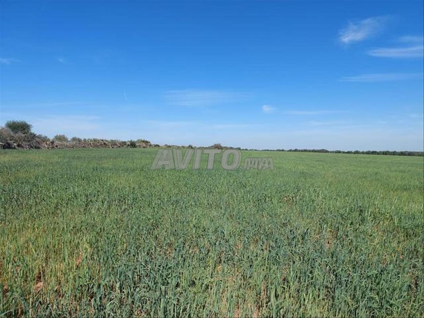Terrains titrés à vendre à Bir Jdid pour l'agriculture et l'investissement — Photo 3
