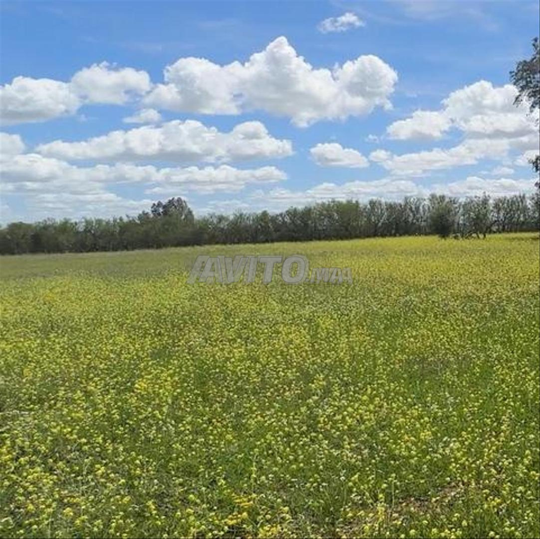 Terrains titrés à vendre à Bir Jdid pour l'agriculture et l'investissement — Photo 5