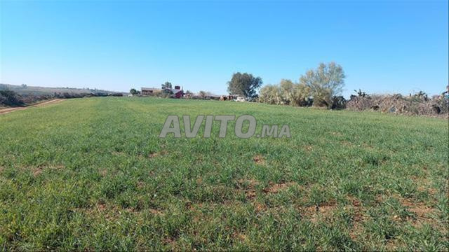 Terrain 10 ha à vendre à Sidi Rahal — Photo 5
