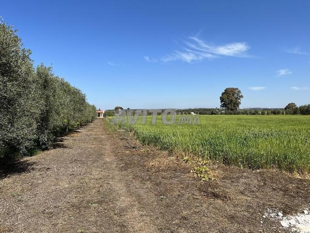 Titled agricultural land for sale in Bir Jdid — Photo 5