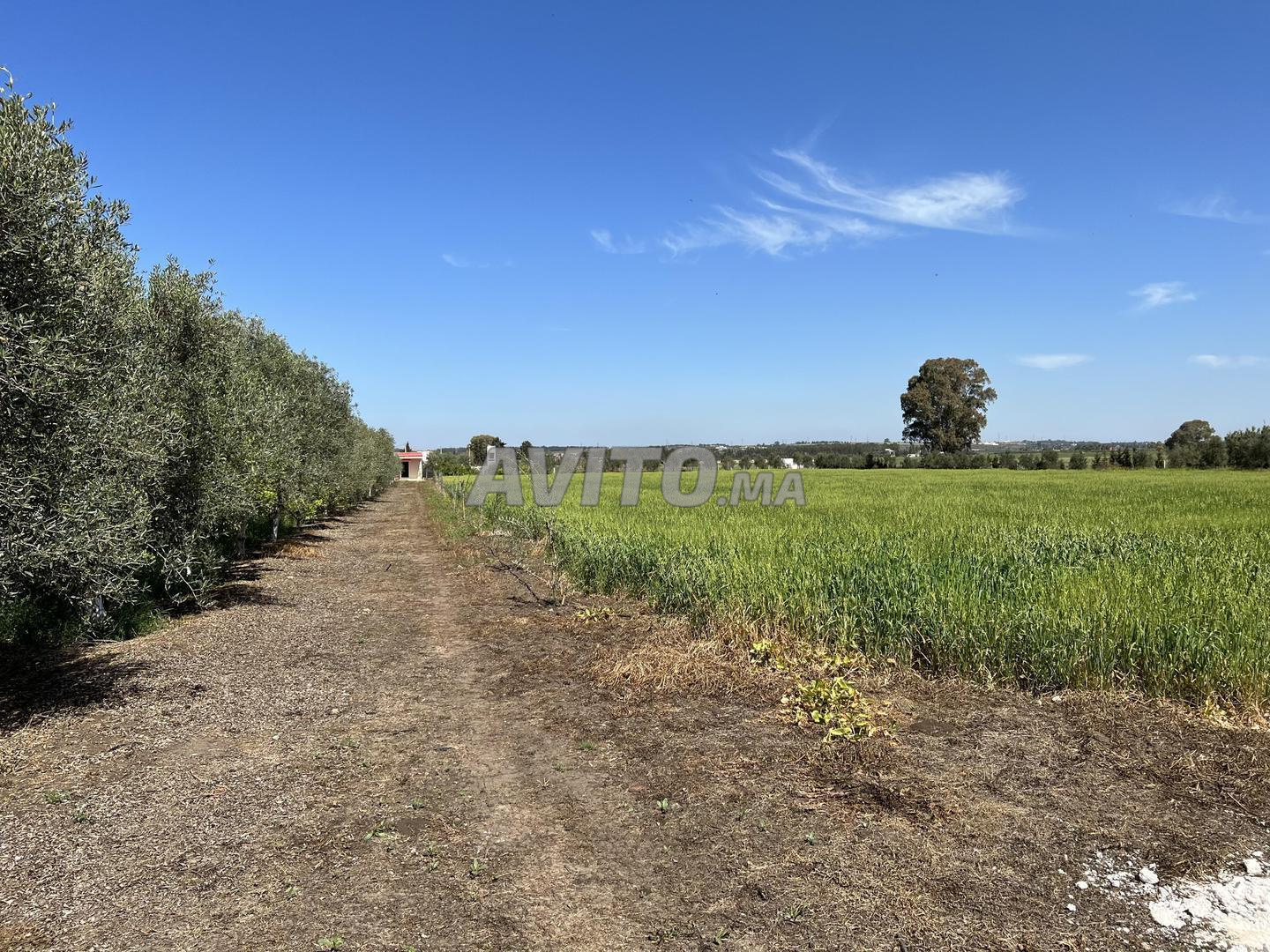 Titled agricultural land for sale in Bir Jdid — Photo 6