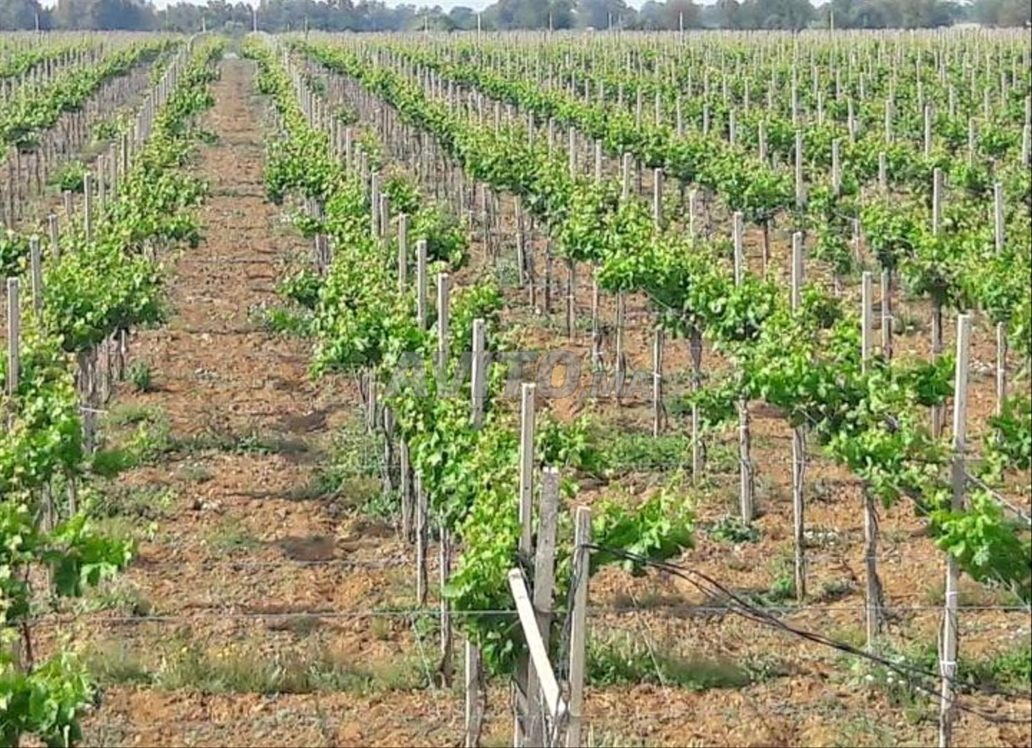 Terrain de 28 hectares à vendre à Rabat — Photo 2