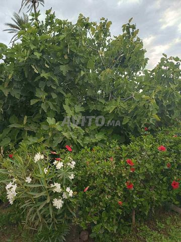 فيلا للبيع 12500 متر مربع في مراكش — Photo 6