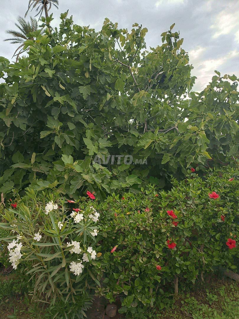 فيلا للبيع 12500 متر مربع في مراكش — Photo 5