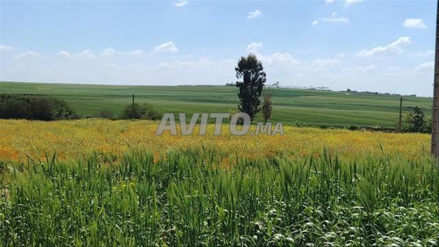 Land for sale in Chtouka — Photo 3