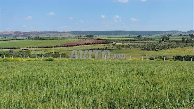 Land for sale in Chtouka — Photo 5