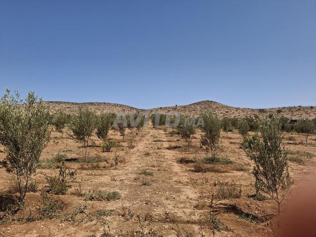 Terrain 20000 m² à vendre à Berkane — Photo 3