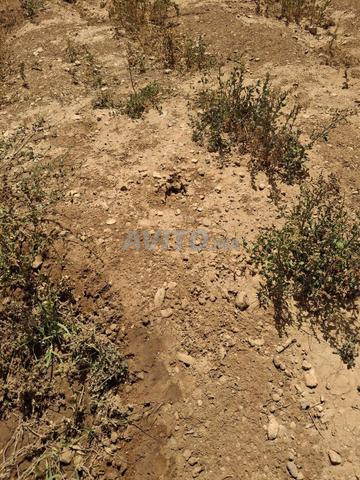 Terrain 20000 m² à vendre à Berkane — Photo 7