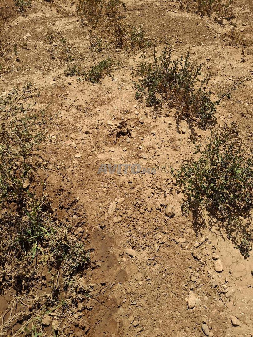 Terrain 20000 m² à vendre à Berkane — Photo 8