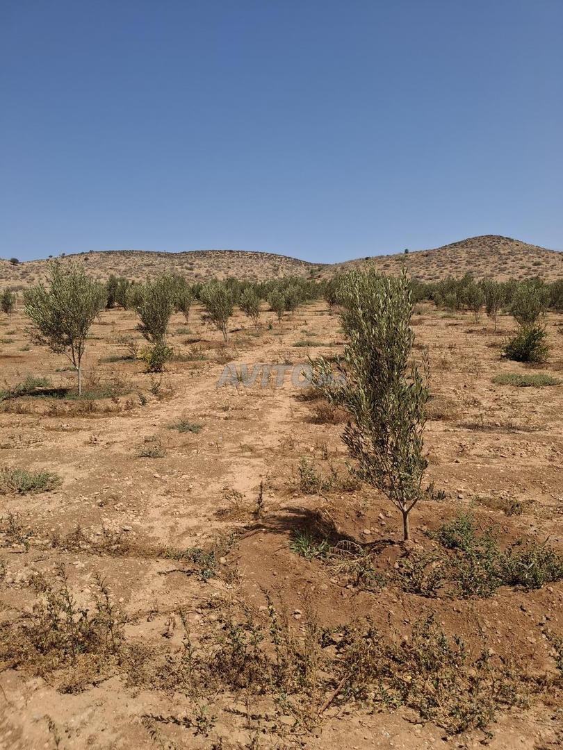 Terrain 20000 m² à vendre à Berkane — Photo 16