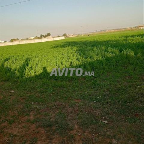 Terrain titré 6 hectares à vendre à Bir Jdid — Photo 5