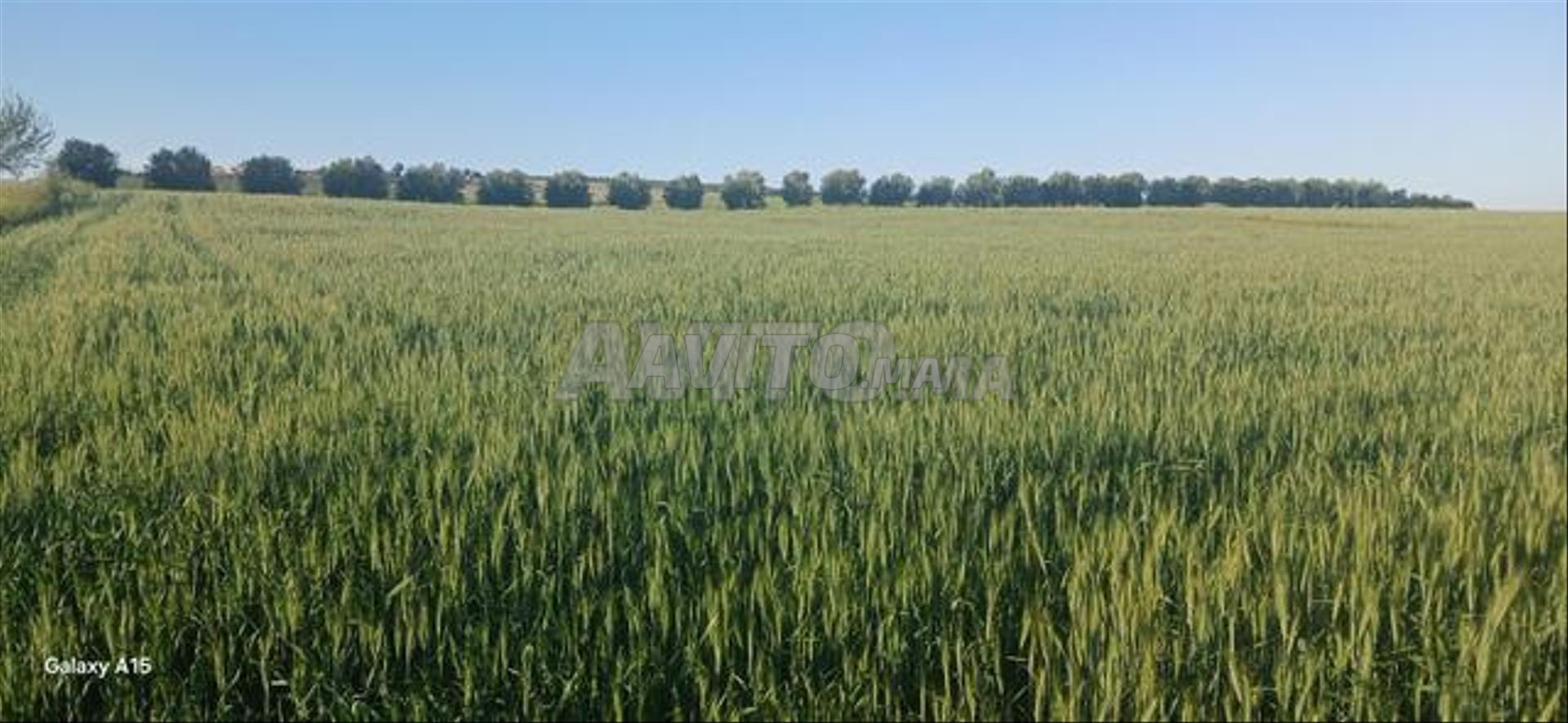Terrain titré 6 hectares à vendre à Bir Jdid — Photo 4