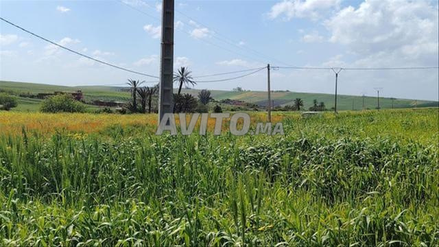 Land for sale in Bir Jdid — Photo 5