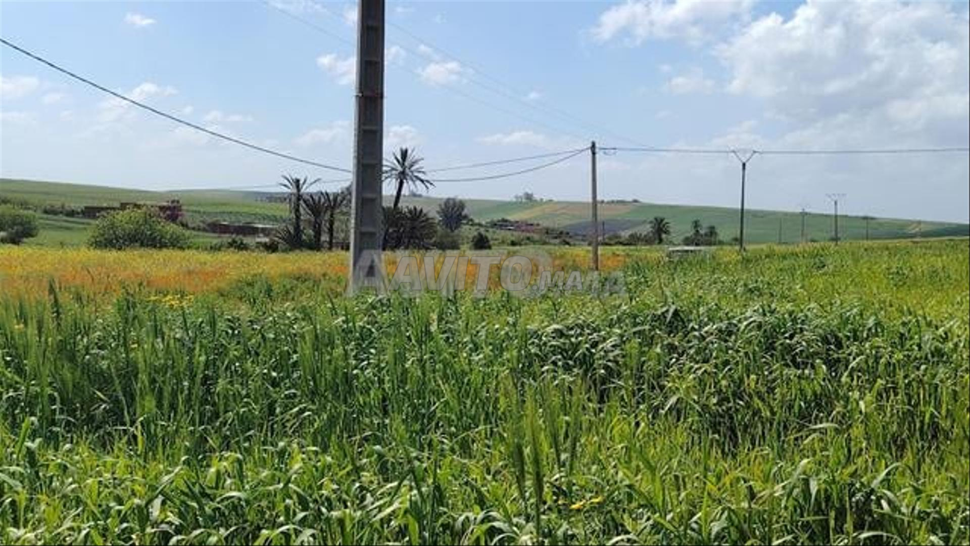 Land for sale in Bir Jdid — Photo 6