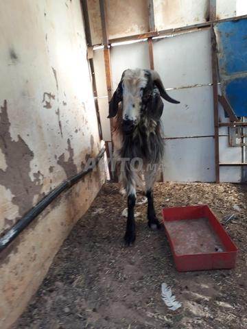 فيلا 3 غرف للبيع في مراكش — Photo 3