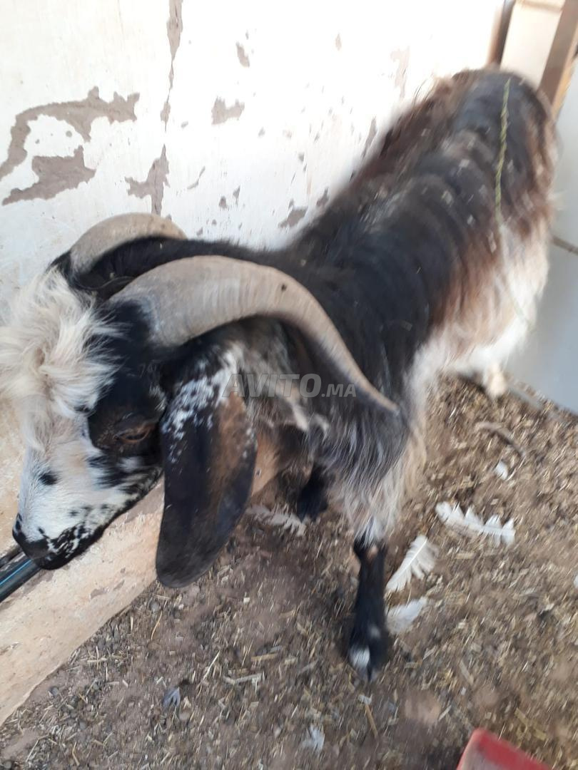 فيلا 3 غرف للبيع في مراكش — Photo 6