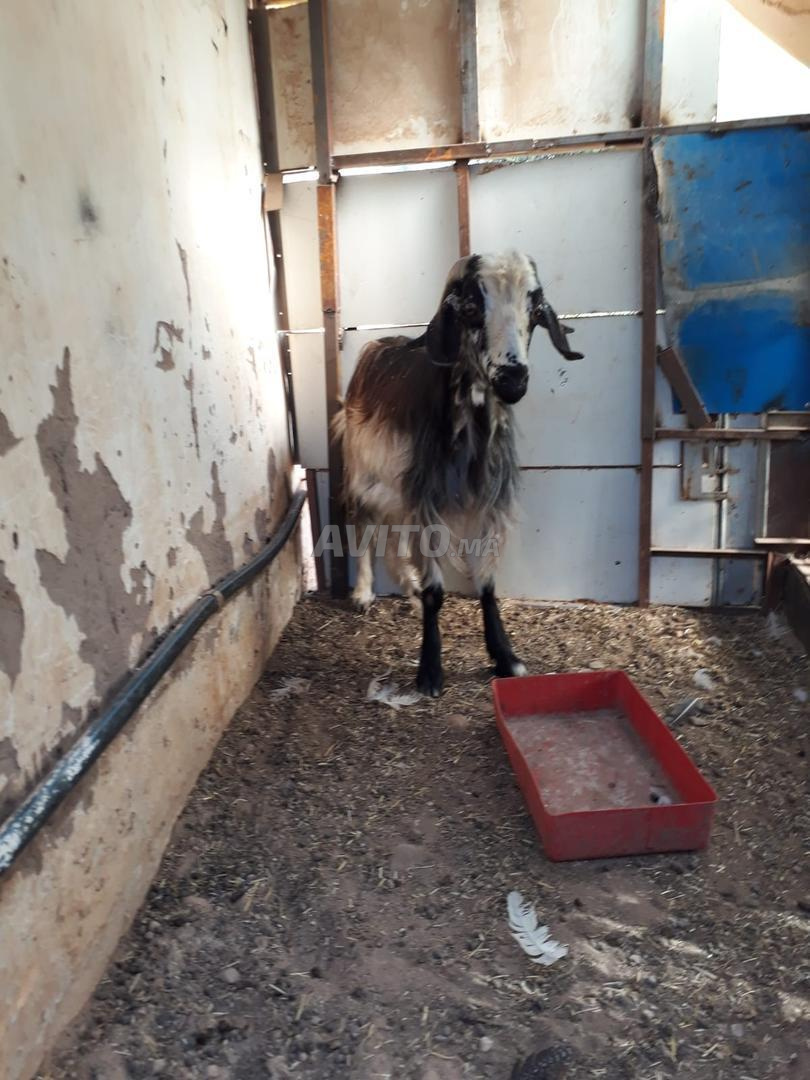 فيلا 3 غرف للبيع في مراكش — Photo 12