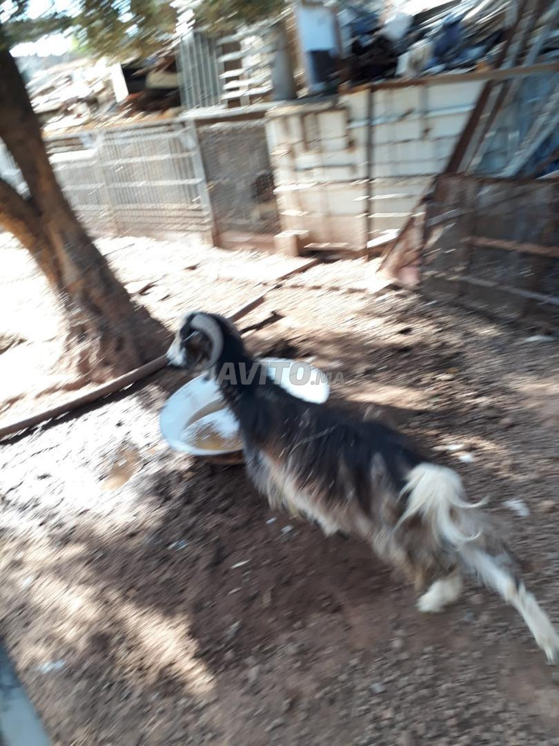 فيلا 3 غرف للبيع في مراكش — Photo 14
