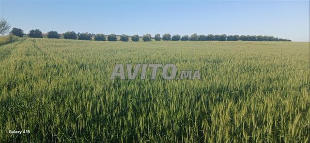 Land of various sizes for sale in Sidi Rahal — Photo 3