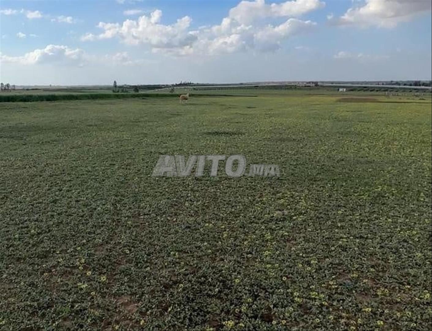 Land of various sizes for sale in Sidi Rahal — Photo 6