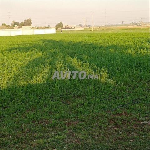 أرض للبيع في الجديدة — Photo 3